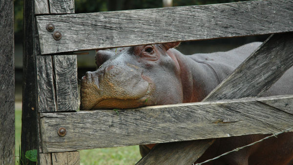 Нашественици: Хипопотамите в Колумбия