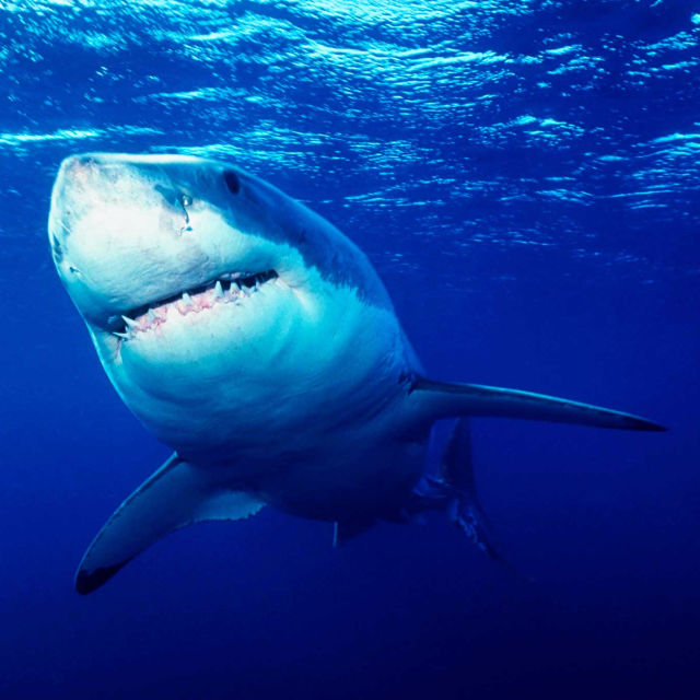 Най-смъртоносните животни в света: Яростта на акулите