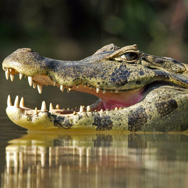 Ягуари срещу крокодили