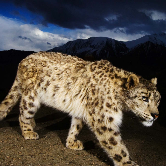 Снежният леопард на Афганистан