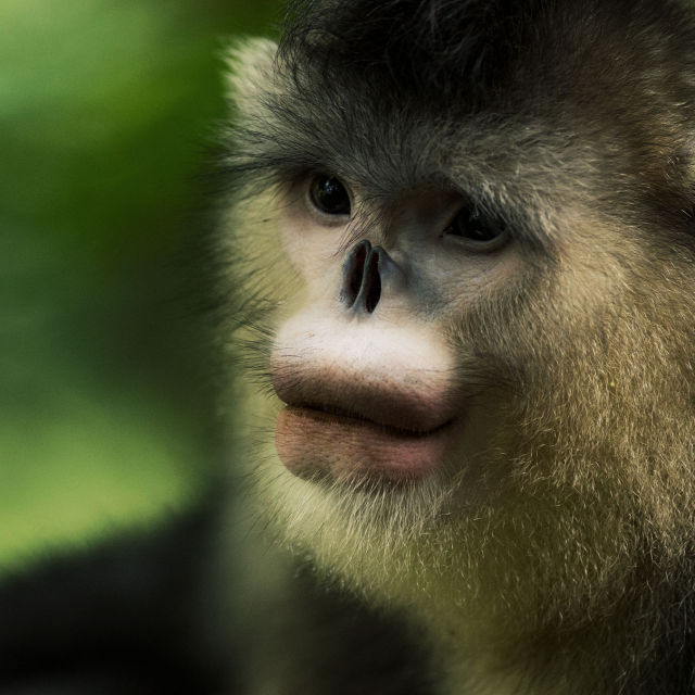 Мистериозните маймуни от Шангри-Ла