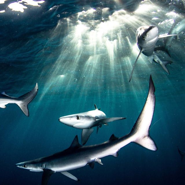 Угощението на акулите