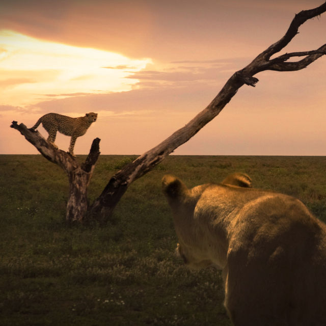 Котешки войни: лъв срещу гепард