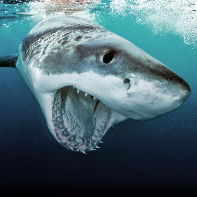 Захапката на голямата бяла акула