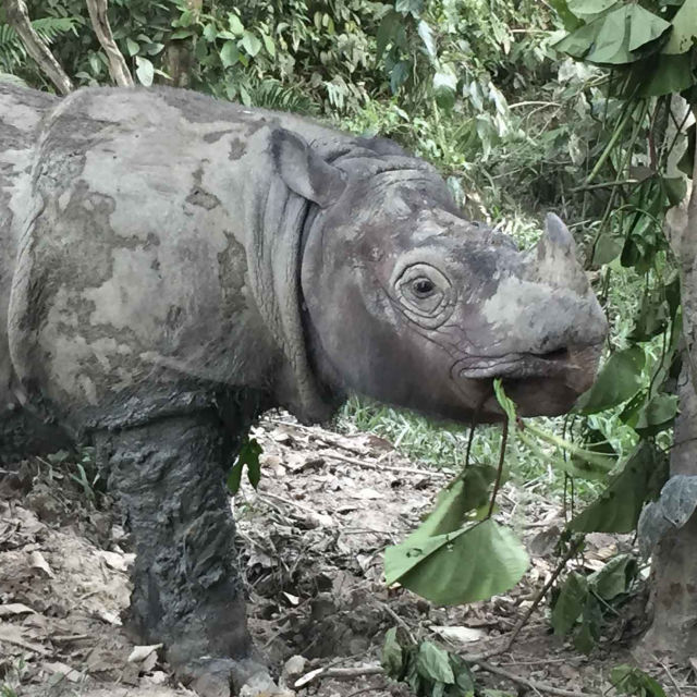 Операция „Суматрански носорог“