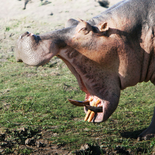Превъзходството на хипопотамите