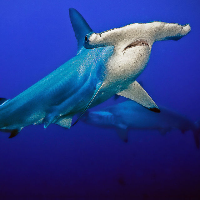 Най-странните животни: Акули