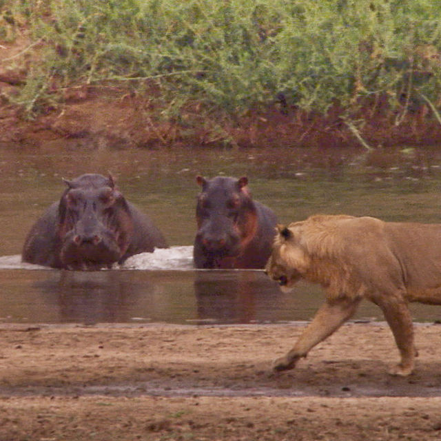 Кървави врагове: Хипопотам срещу лъв