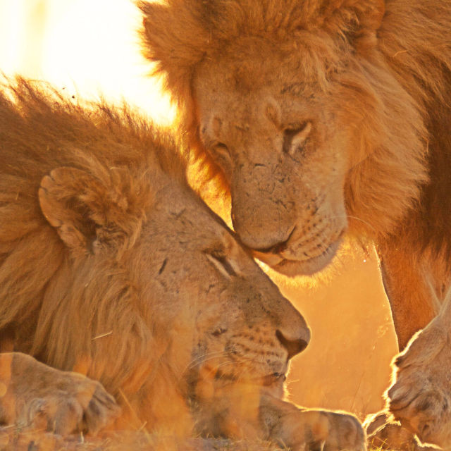 Дивата Ботсвана: Братството на лъвовете