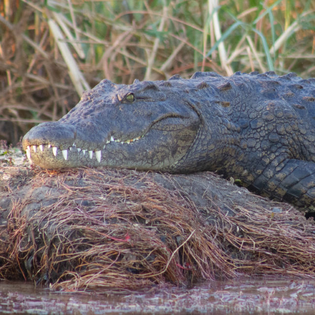 Крокодилите отблизо