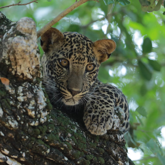 Шри Ланка: Династията на леопардите