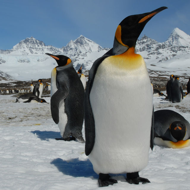 Животът на един пингвин