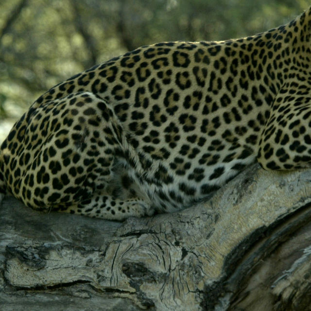 Различният леопард