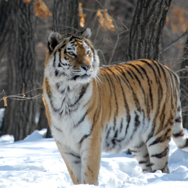 Дивият тигър на Русия
