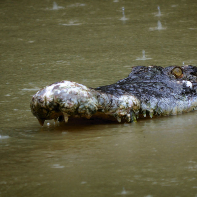Най-опасните крокодили в света