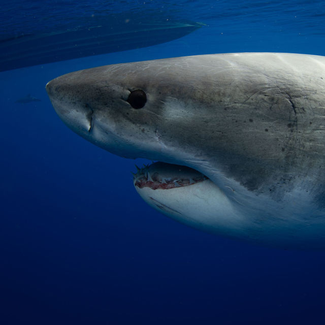 Най-голямата бяла акула: Експедиция Хавай