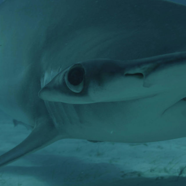 Грамадна акула чук: Съвършеният хищник