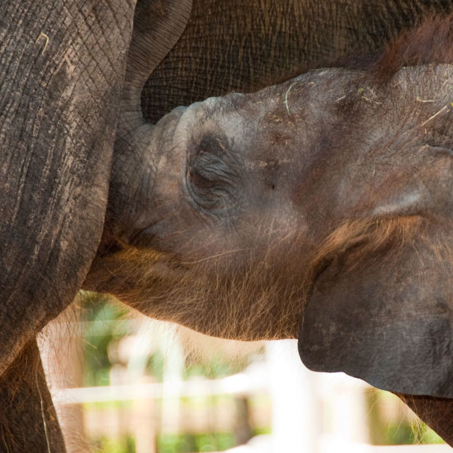 Бебета в зоопарка: Очарователни хищници