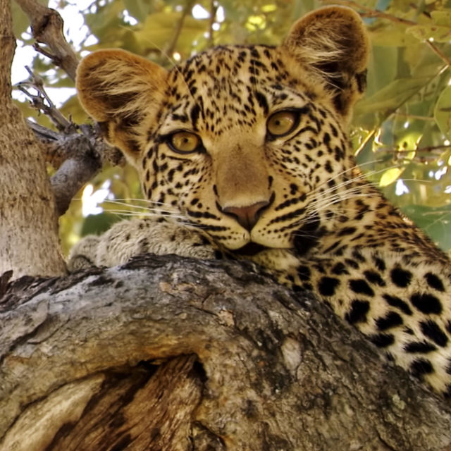 Окото на леопарда
