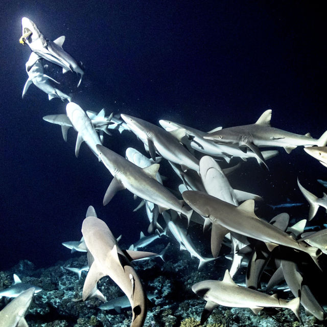 700 акули