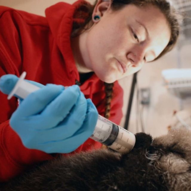 Спасители на животни в Аляска: Тежки условия